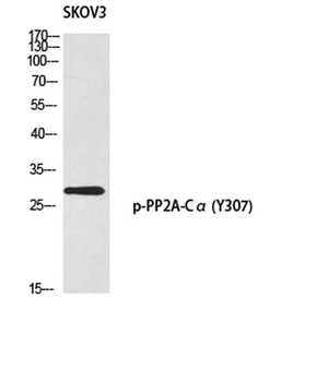 PP2A-Calpha (phospho-Tyr307) antibody