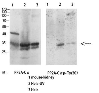 PP2A-Calpha (phospho-Tyr307) antibody