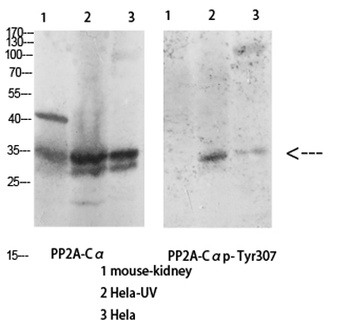 PP2A-Cα (phospho Tyr307) rabbit pAb