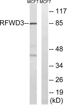 RFWD3 rabbit pAb