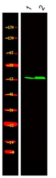 CEP55 (phospho Ser425) rabbit pAb