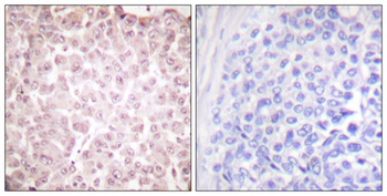 CLLD7 rabbit pAb Antibody
