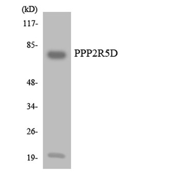 PP2A-B56-δ rabbit pAb