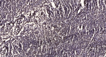 PP2A-B56-δ rabbit pAb