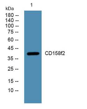 CD158f2 antibody