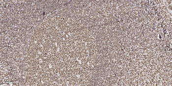 Sox-6 rabbit pAb
