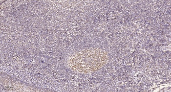 AMPKβ1 (phospho Ser182) rabbit pAb