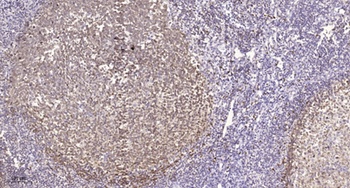 AMPKβ1 rabbit pAb