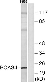BCAS4 antibody