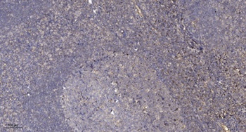 PKAα cat (phospho Ser338) rabbit pAb