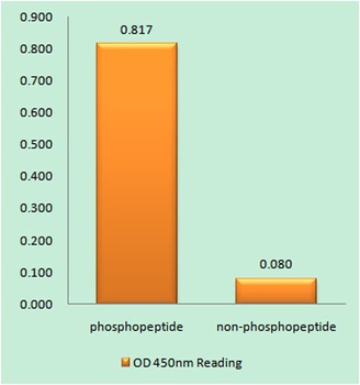 PKAα/β/γ cat (phospho Thr197) rabbit pAb Antibody