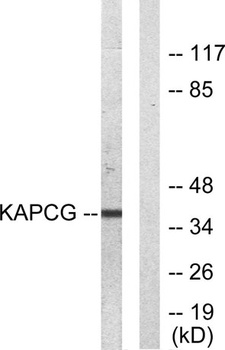PKAγ cat rabbit pAb