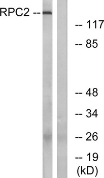 POLR3B antibody