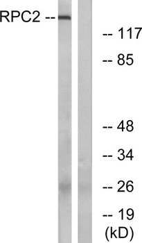POLR3B rabbit pAb