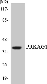 AMPKγ1 rabbit pAb