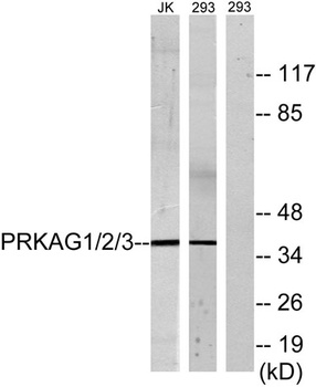 AMPKγ1/2/3 rabbit pAb
