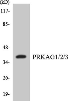 AMPK gamma 1/2/3 antibody