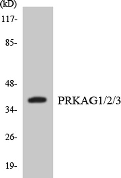 AMPKγ1/2/3 rabbit pAb