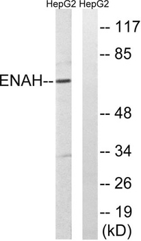 Mena antibody