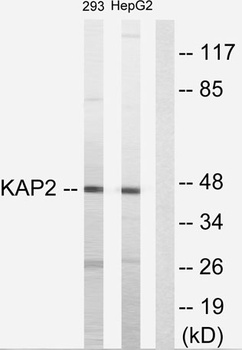 PKA II alpha reg antibody