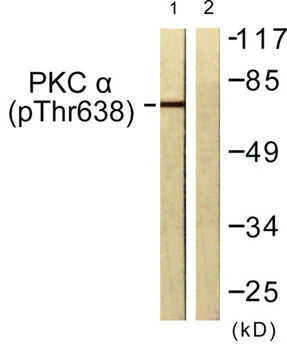 PKC alpha (phospho-Thr638) antibody