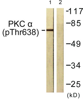 PKC α (phospho Thr638) rabbit pAb