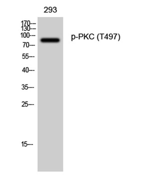 PKC (phospho Thr497) rabbit pAb