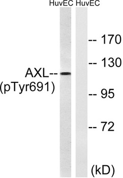 Axl (phospho Tyr691) rabbit pAb