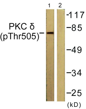 PKC delta (phospho-Thr507) antibody