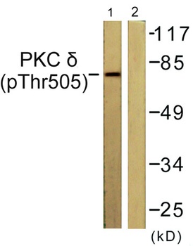 PKC δ (phospho Thr507) rabbit pAb