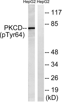 PKC delta (phospho-Tyr64) antibody