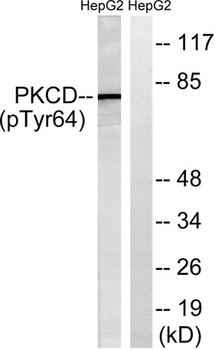 PKC δ (phospho Tyr64) rabbit pAb