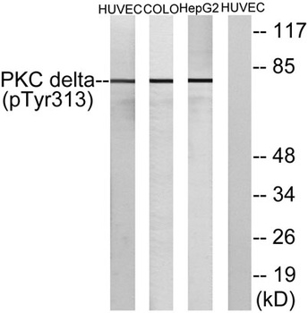 PKC δ (phospho Tyr313) rabbit pAb