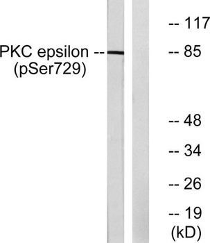 PKC Epsilon (phospho-Ser729) antibody