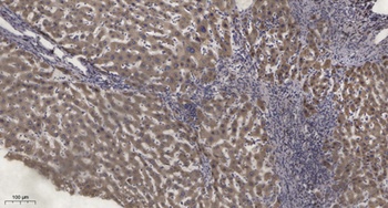 PKC ε (phospho Ser729) rabbit pAb