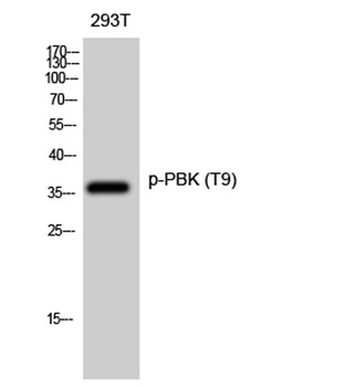 PBK (phospho Thr9) rabbit pAb