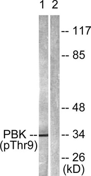 PBK (phospho-Thr9) antibody