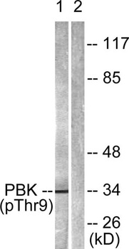 PBK (phospho Thr9) rabbit pAb