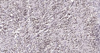 PBK (phospho Thr9) rabbit pAb