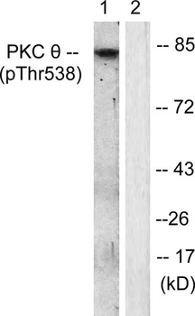 PKC θ (phospho Thr538) rabbit pAb