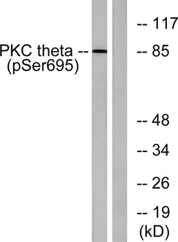 PKC θ (phospho Ser695) rabbit pAb
