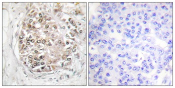 DNA-PKCS (phospho Ser2056) rabbit pAb