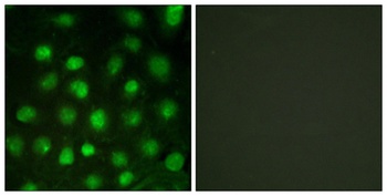 DNA-PKCS (phospho Thr2647) rabbit pAb