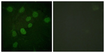 DNA-PKCS (phospho Thr2638) rabbit pAb