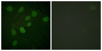 DNA-PKCS (phospho-Thr2638) antibody