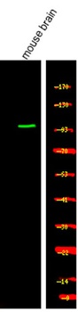 cGKII (phospho Ser126) rabbit pAb