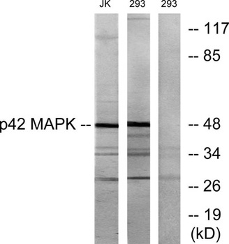 ERK 2 rabbit pAb Antibody
