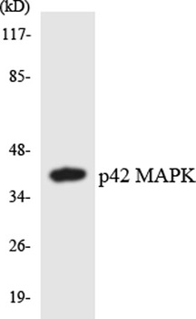 ERK 2 rabbit pAb Antibody