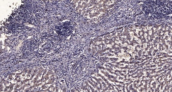 ERK 2 rabbit pAb Antibody