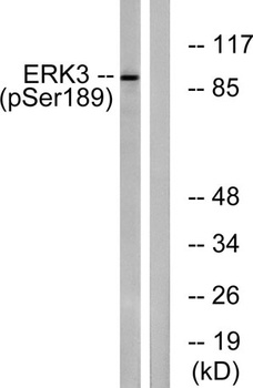 ERK 3 (phospho Ser189) rabbit pAb